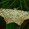 Angel Moth