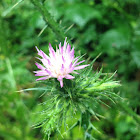 Thistle