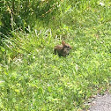 Eastern Cottontail