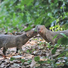 Indian Grey Mongoose