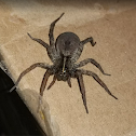 Wolf Spider