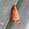 Orange Tortrix moth