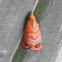 Orange Tortrix moth