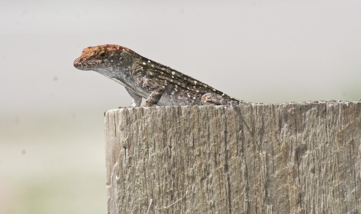 Red-Headed Brown Anole