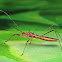 Assassin Bug