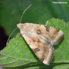 Bordered Straw