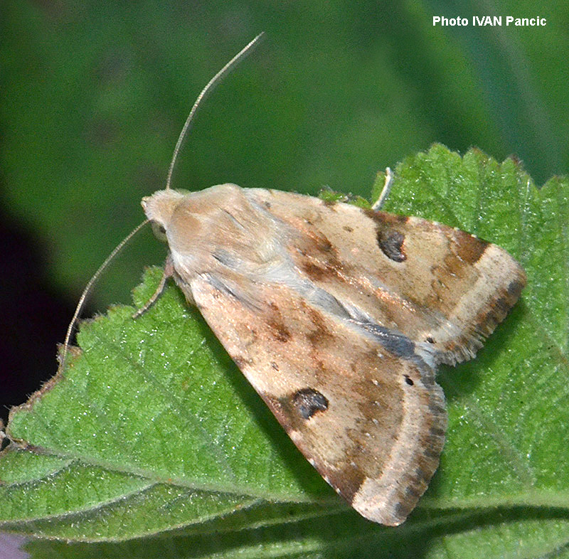 Bordered Straw