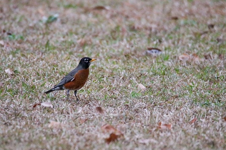 American Robin