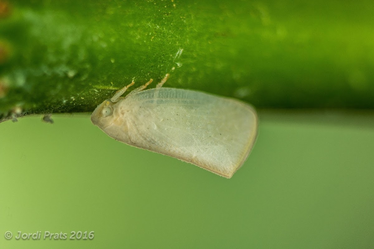 Flatid Plant-Hopper