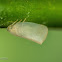 Flatid Plant-Hopper