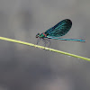 Beautiful Demoiselle