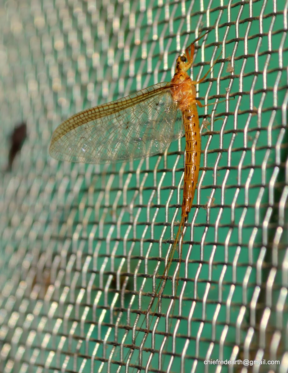 mayfly