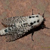 Leopard Moth