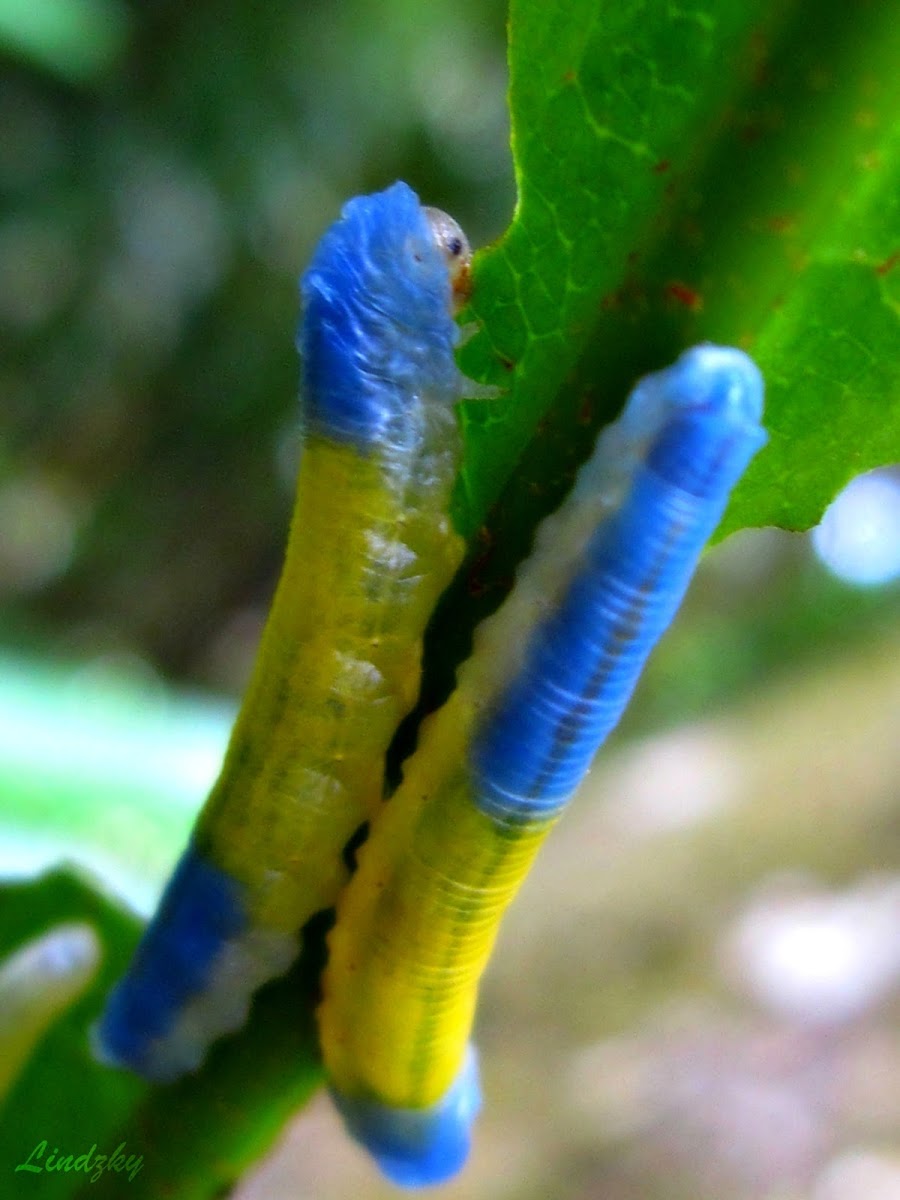 Wasp Larvae