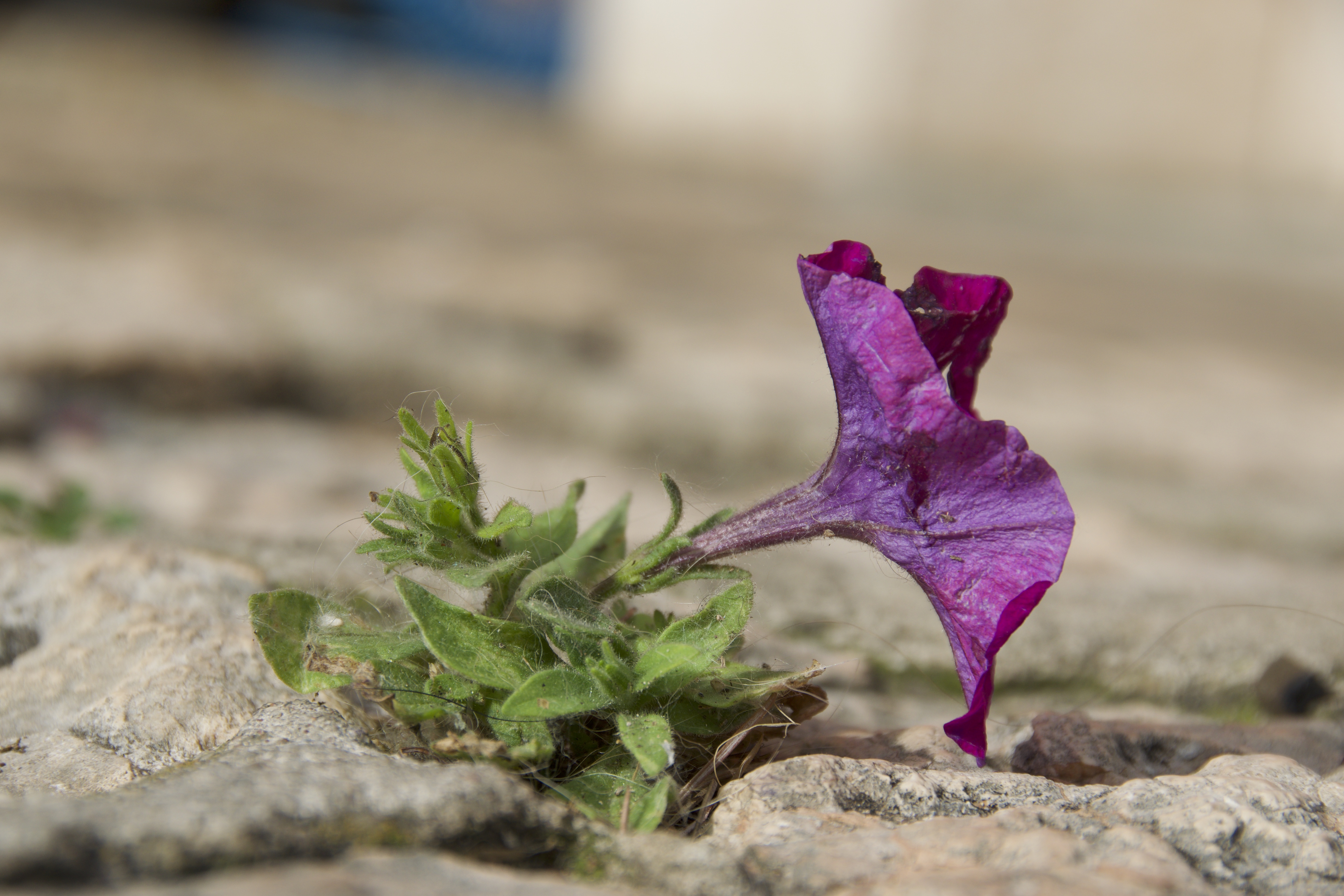 Fiore impavido di Lolloorio