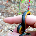 Northern ring-necked snake