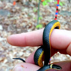 Northern ring-necked snake