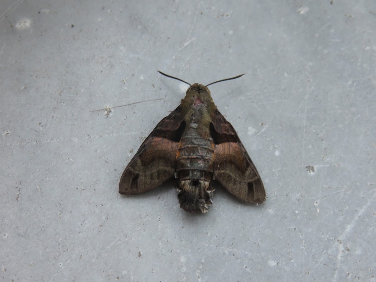 Crisp-banded Hummingbird Hawkmoth