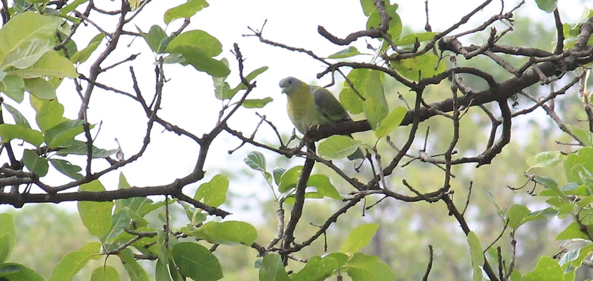 Yellow-footed Green Pigeon