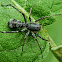 Ant-mimicking Sac Spider.