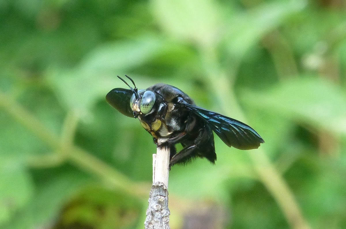 Carpenter bee