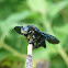 Carpenter bee