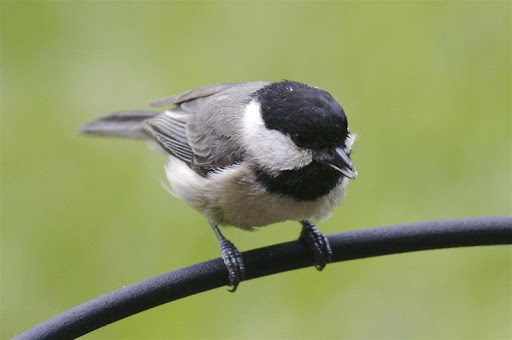 Cute Chickadees Wallpapers