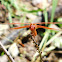 Flame Skimmer dragonfly