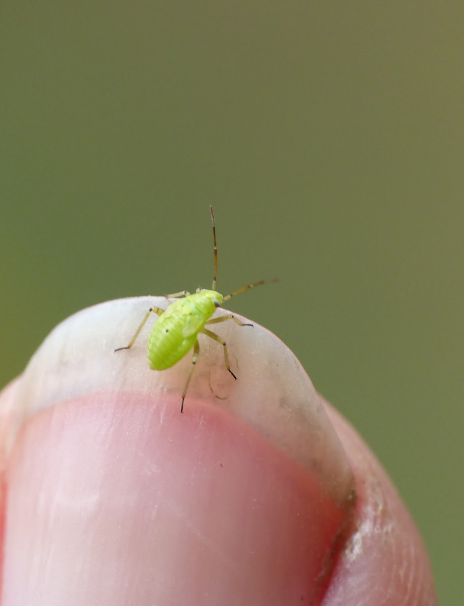 bug nymph