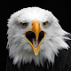 Download Wild Bald Eagle Wallpapers For PC Windows and Mac 1.0