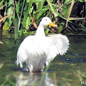 Fêmea de Pato-Real