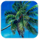 Tile Puzzles · Palm Trees icon