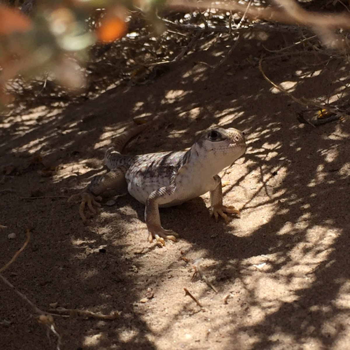 Desert Iguana