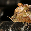 Fruit Piercing Moth