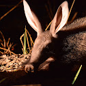 Aardvark