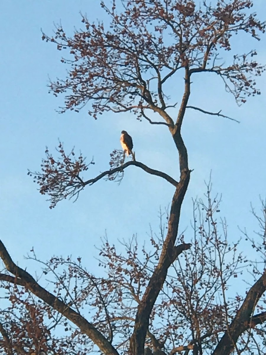 Red Tailed Hawk