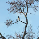 Red Tailed Hawk