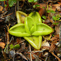 Violetilla de los Pantanos