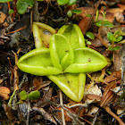 Violetilla de los Pantanos