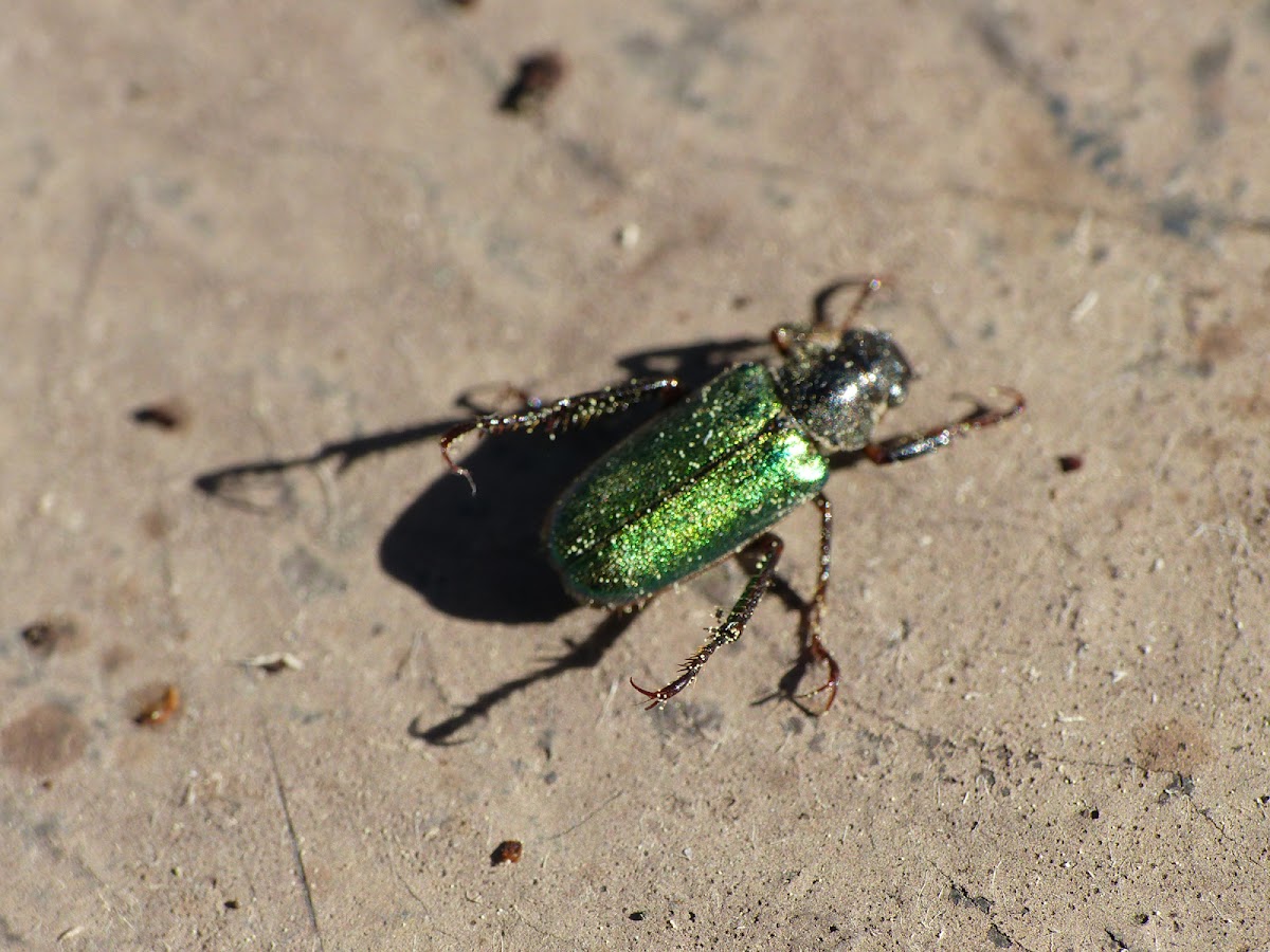 green beetle