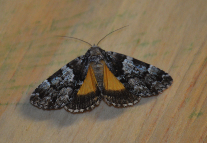 False underwing moth