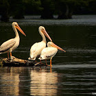 American White Pelican