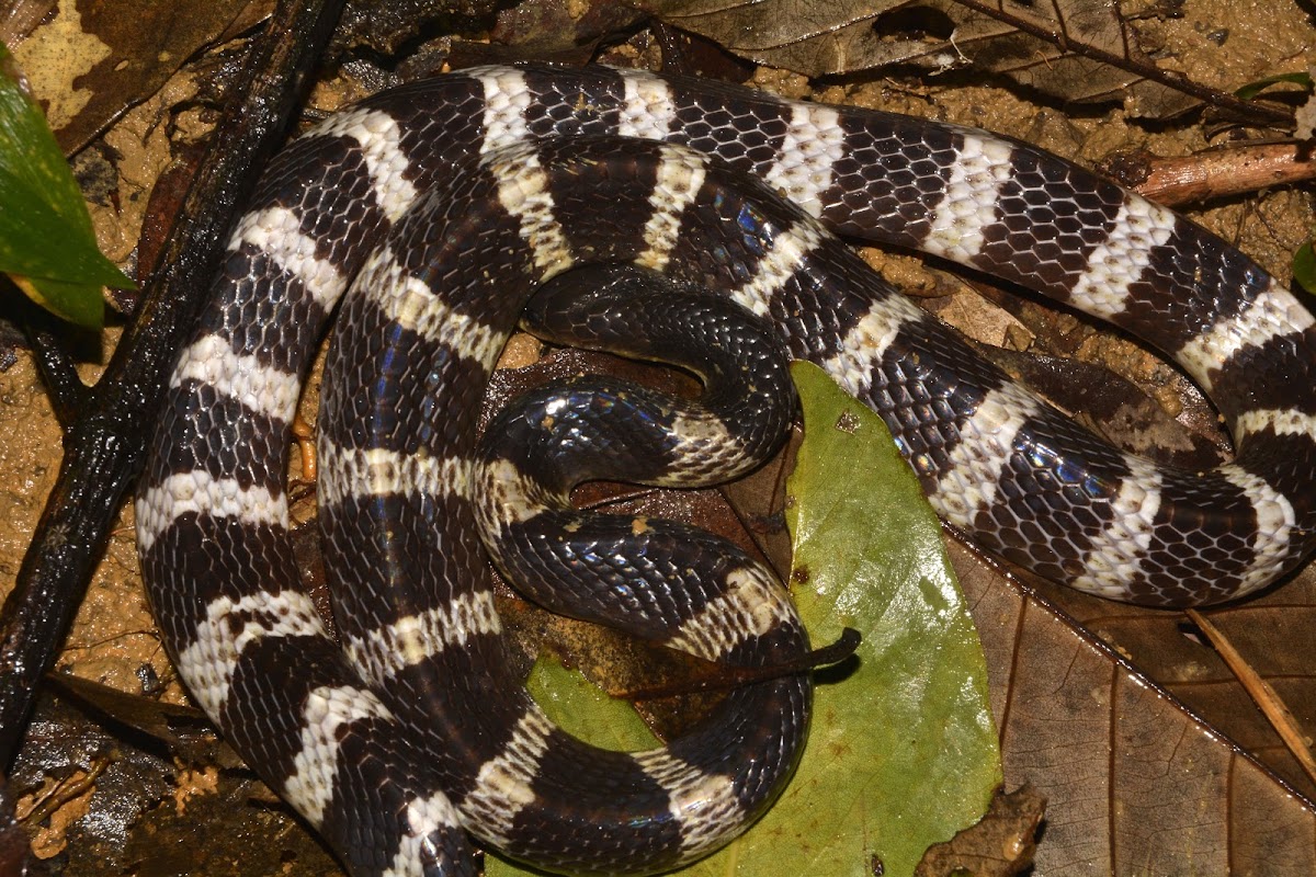 Many-banded Krait