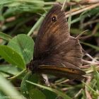 Meadow Brown