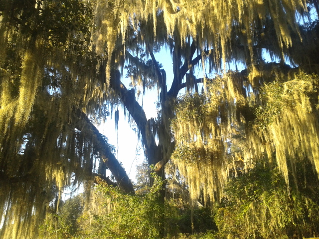 Spanish Moss