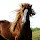 Horse New Tab Page HD Pop Animals Theme