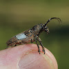 Longhorn Beetle