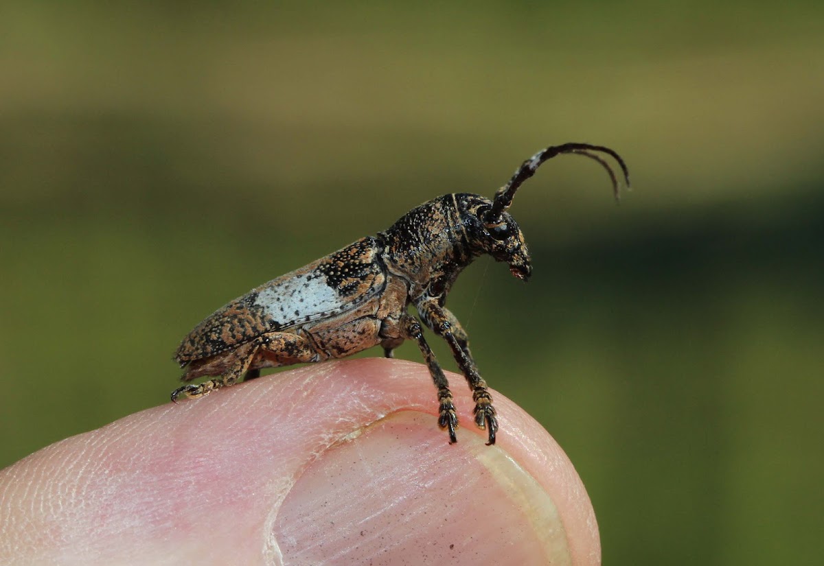 Longhorn Beetle