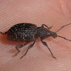 Black Vine Weevil