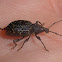 Black Vine Weevil